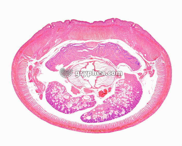 Monocystis dans un Lombric parasité CT x5 - gryphea.org